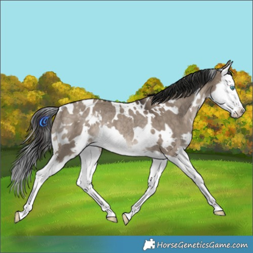 Horse Color:White Spotted Brown Dun Splash Varnish Rabicano 
