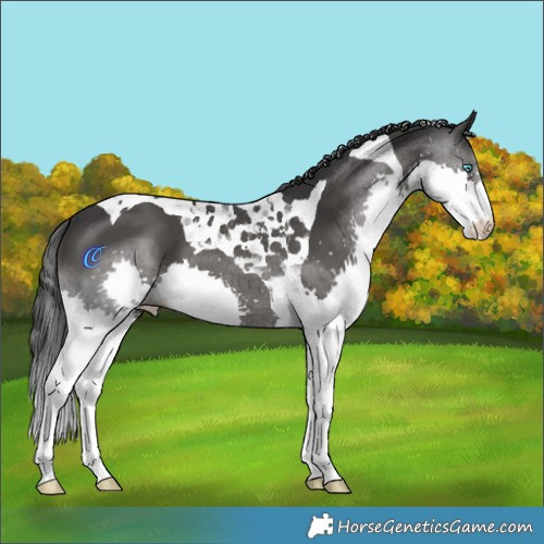 Horse Color:Black Splash Tobiano 