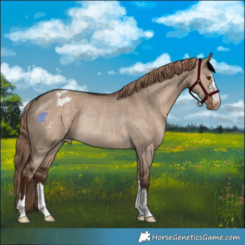 Horse Color:Liver Red Dun Varnish Rabicano 