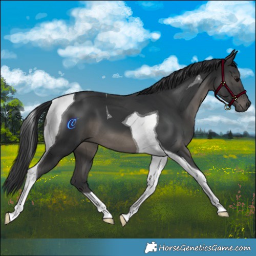 Horse Color:Black Mushroom Tobiano