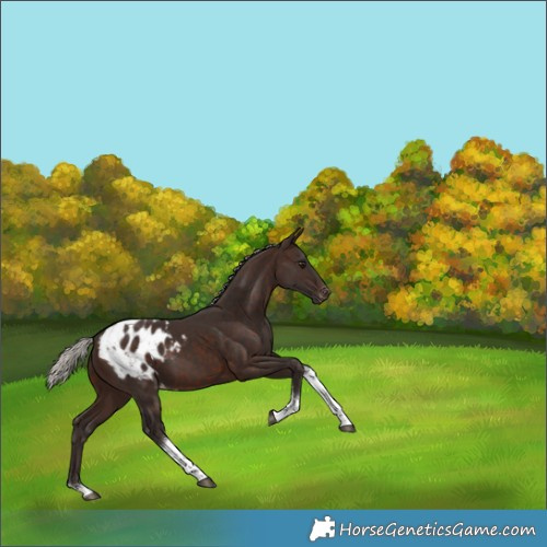 Horse Color:Silver Brown Tobiano Blanket