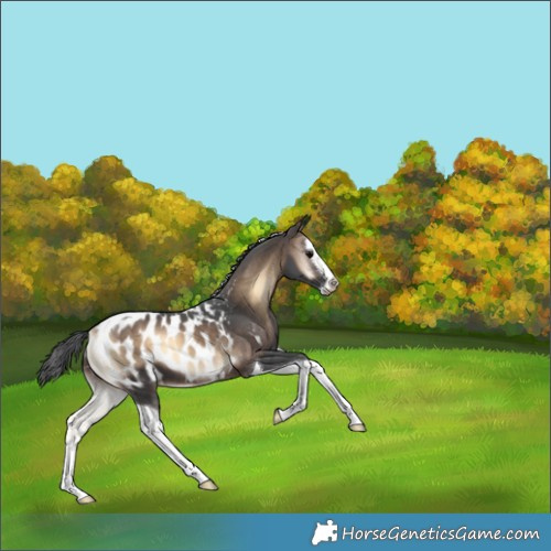 Horse Color:Brown Onyx Merle Splash Tobiano Near Leopard