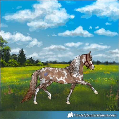 Horse Color:Powder White White Spotted Liver Red Dun