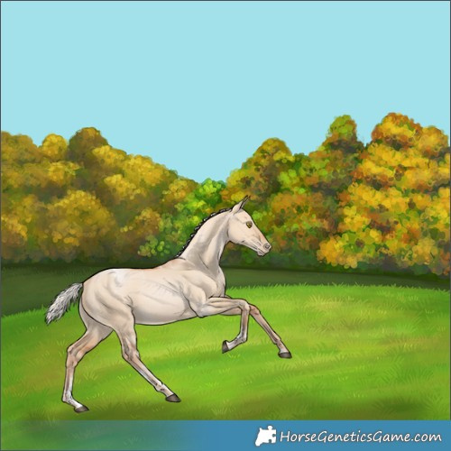 Horse Color:Powder White Silver Bay Pearl Dun Rabicano