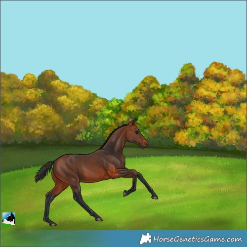 Horse Color:Bay 