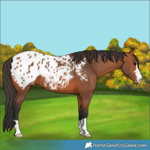Horse Color:Bay Blanket 