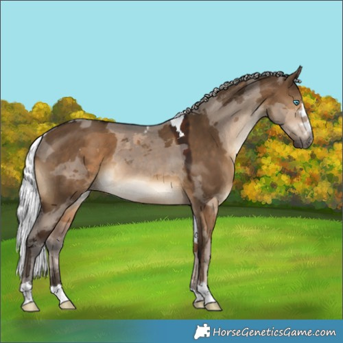Horse Color:Gray Silver Brown Dun Merle Skewed LP Spotted