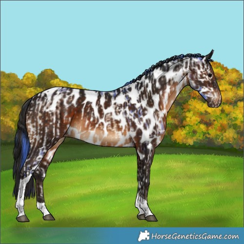Horse Color:Watercolor Brown Onyx Tobiano Near Leopard  and Gray Brown Tobiano Skewed LP Spotted 