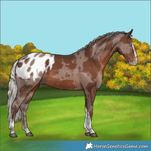 Horse Color:Silver Black Merle Splash Tobiano Blanket 
