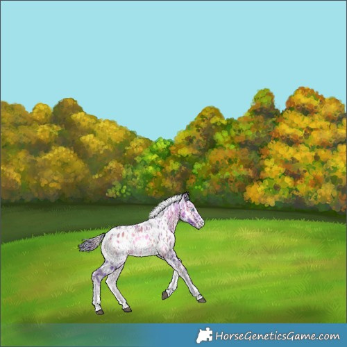 Horse Color:Watercolor Silver Blue Onyx Merle Sabino Splash Tobiano Appaloosa Rabicano and Watercolor White Spotted Bay Onyx Merle Splash Tobiano Appaloosa