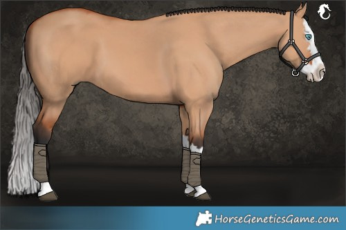 Horse Color:Bay Dun Splash 