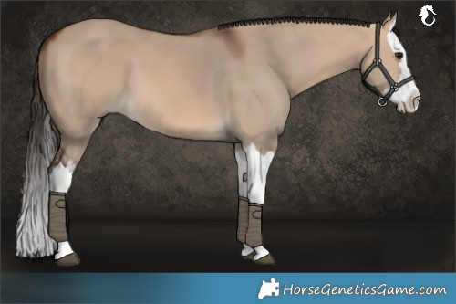 Horse Color:Bay Dun Splash