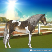 Horse Color:Silver Buckskin Tobiano