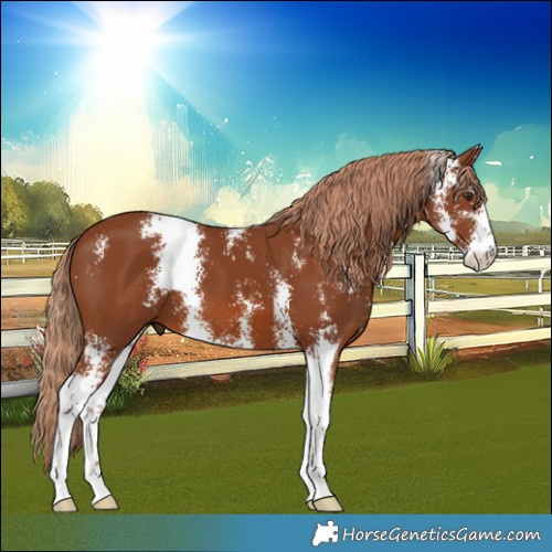 Horse Color:Chestnut Sabino 