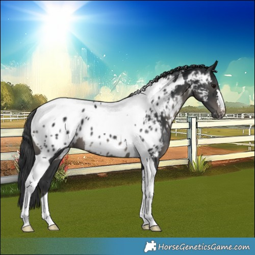 Horse Color:Black Tobiano Near Leopard 