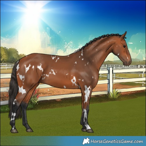 Horse Color:White Spotted Bay 