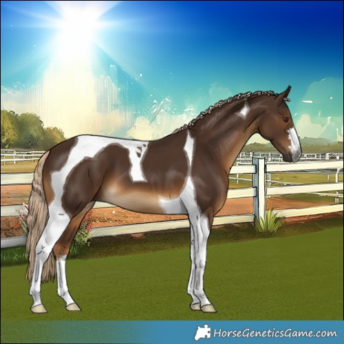 Horse Color:Gray Chocolate Palomino Tobiano