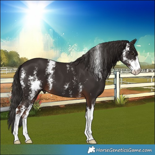 Horse Color:Liver Chestnut Sabino