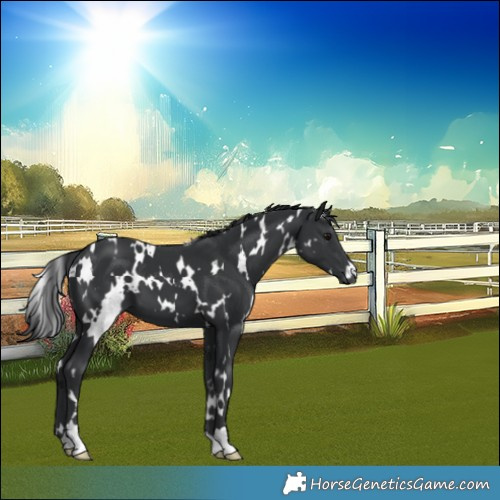 Horse Color:White Spotted Black 