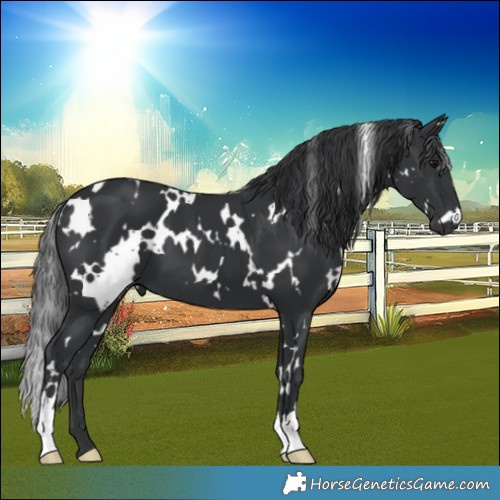 Horse Color:White Spotted Black