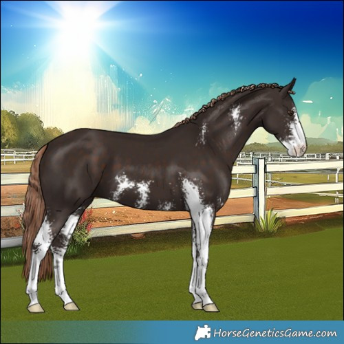 Horse Color:Liver Chestnut Sabino