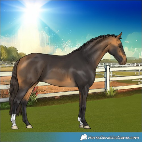 Horse Color:Buckskin 
