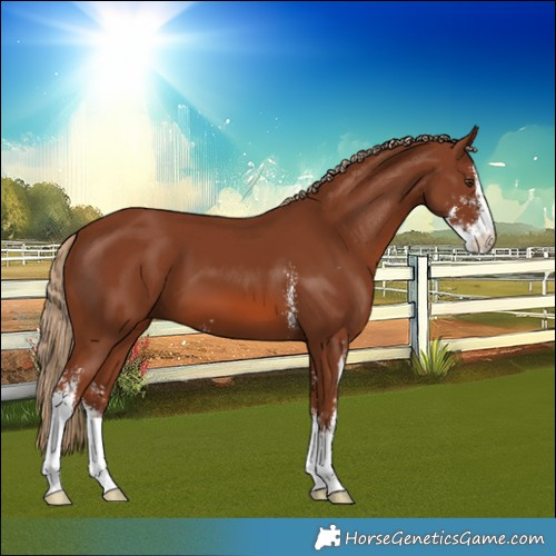 Horse Color:Chestnut Sabino