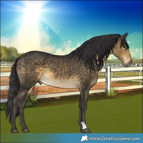 Horse Color:Buckskin 