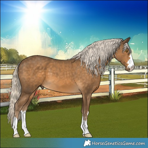 Horse Color:Chocolate Palomino 
