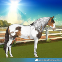 Horse Color:Buckskin Tobiano Frame Rabicano 