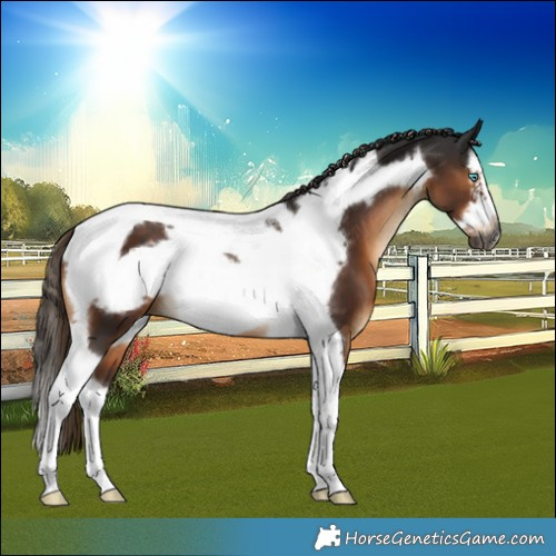 Horse Color:Gray Liver Chestnut Splash Tobiano Frame 
