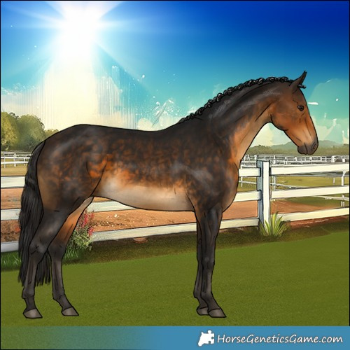Horse Color:Gray Buckskin 