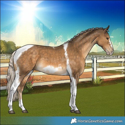 Horse Color:Chocolate Palomino Tobiano Frame