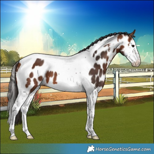 Horse Color:Bay Sabino Splash Tobiano Near Leopard