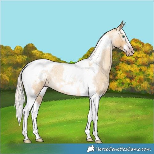 Horse Color:Gray Silver Amber Cream Champagne Roan Dun Splash Tobiano Frame Blanket Rabicano 