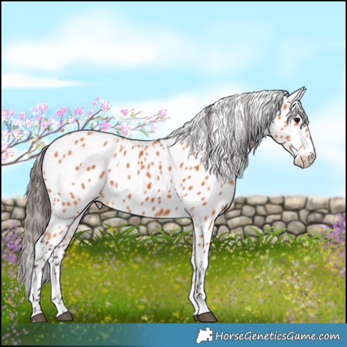 Horse Color:Bay Leopard