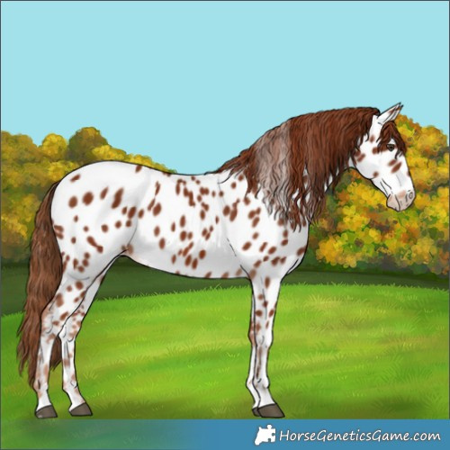 Horse Color:Chestnut Near Leopard 