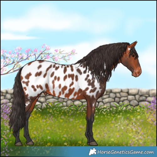 Horse Color:Bay Appaloosa 
