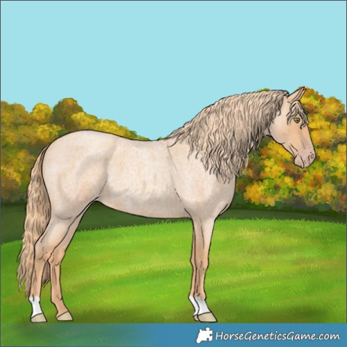 Horse Color:Gold Champagne Roan 