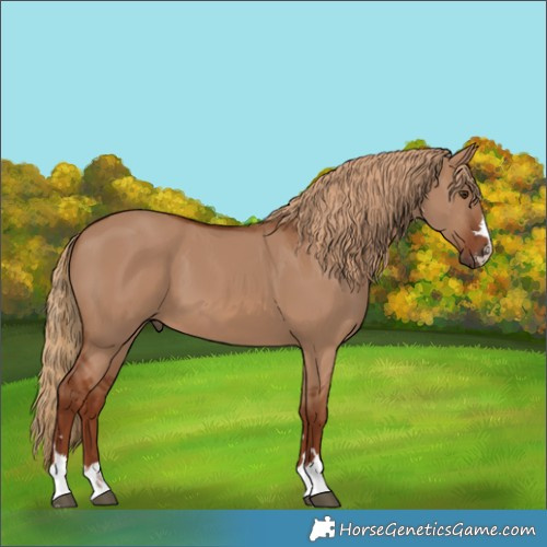 Horse Color:Red Dun