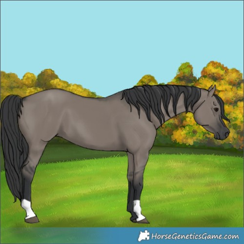 Horse Color:Grullo