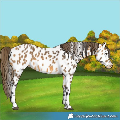 Horse Color:Buckskin Appaloosa