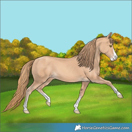 Horse Color:Gold Champagne