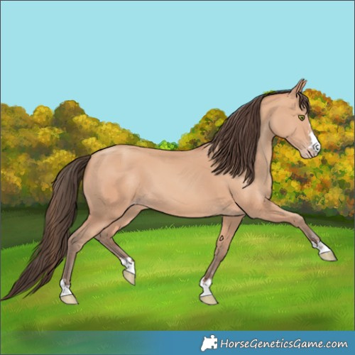 Horse Color:Amber Champagne