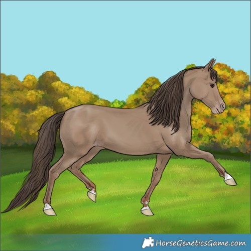 Horse Color:Classic Champagne