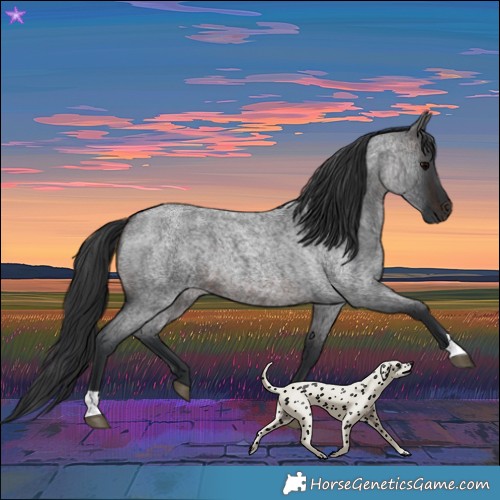 Horse Color:Brown Roan 