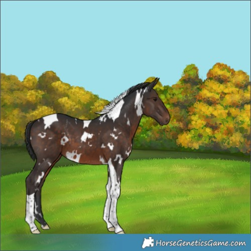 Horse Color:White Spotted Brown Tobiano