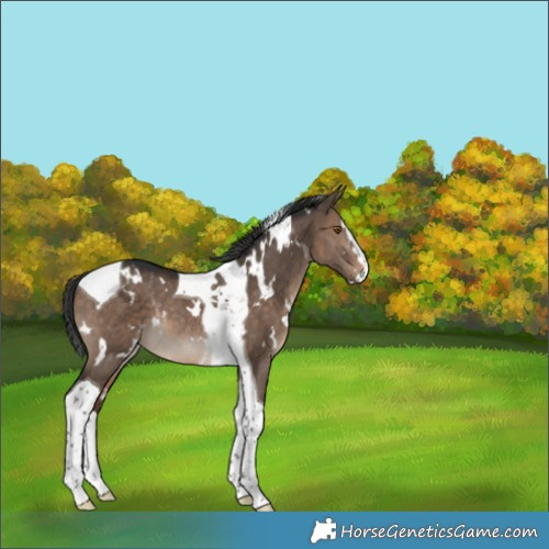 Horse Color:White Spotted Bay Dun Splash Tobiano Appaloosa Rabicano