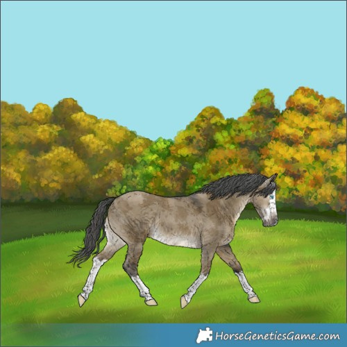 Horse Color:Gray Buckskin Dun Merle Splash