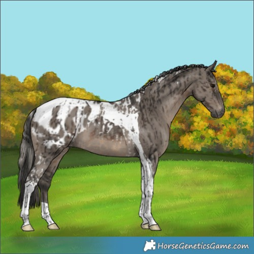 Horse Color:Gray Silver Black Tobiano Varnish Rabicano  and Gray Grullo Tobiano Blanket 
